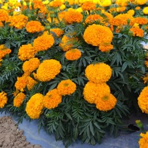 Big-Duck-Orange-Cop1-300x300