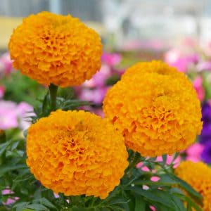 Big-Duck-Orange-Cop8-300x300