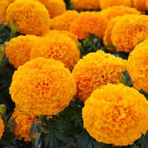 Big-Duck-Orange-Cop9-300x300