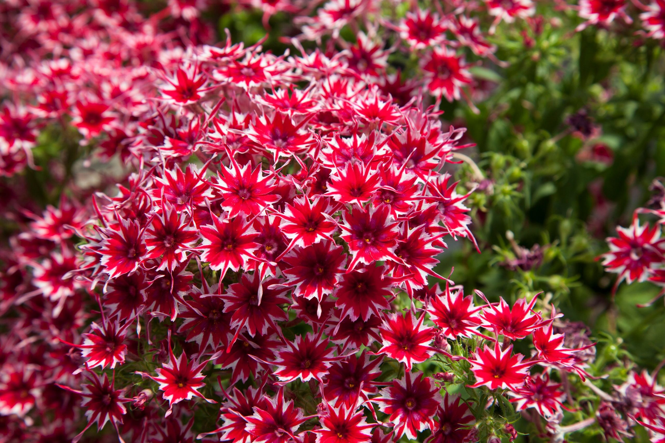 High-Res-jpg-Phlox-Popstars-Red-70098042-1-scaled-1.jpg