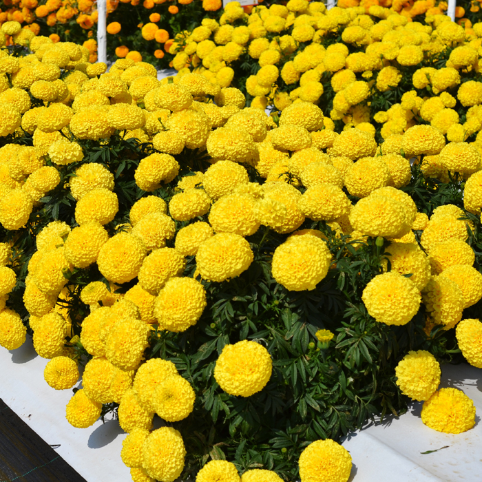 Mar346-Big-duck-Yellow-cop1.jpg