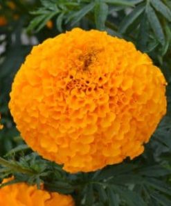 marigold