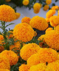 marigold