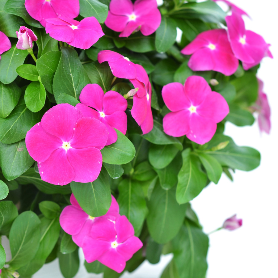Orchid-002.jpg