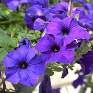 Petunias-Hotunia-Radiance-Blue-1-300x300