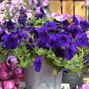Petunias-Hotunia-Radiance-Blue-13-300x300