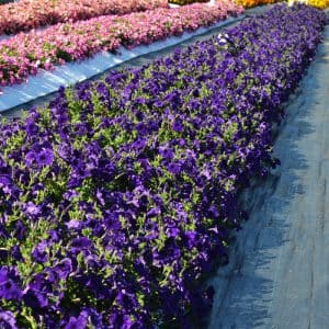 Petunias-Hotunia-Radiance-Blue-6-300x300