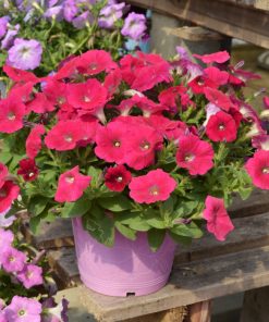 Petunia