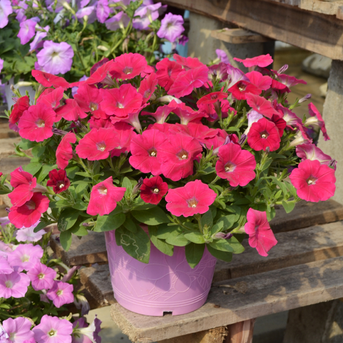 Petunias-Hotunia-Radiance-Neon-Rose-11.jpg Petunia