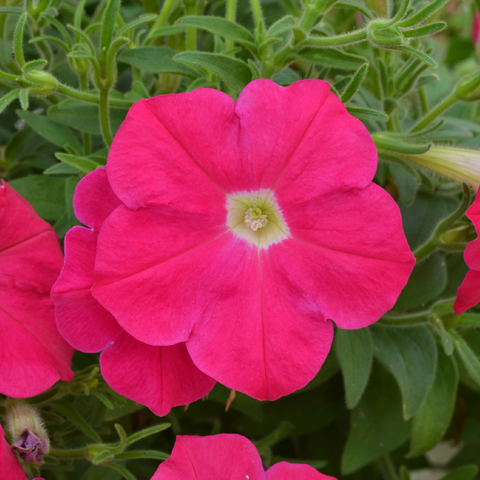 Petunias-Hotunia-Radiance-Neon-Rose-3.jpg