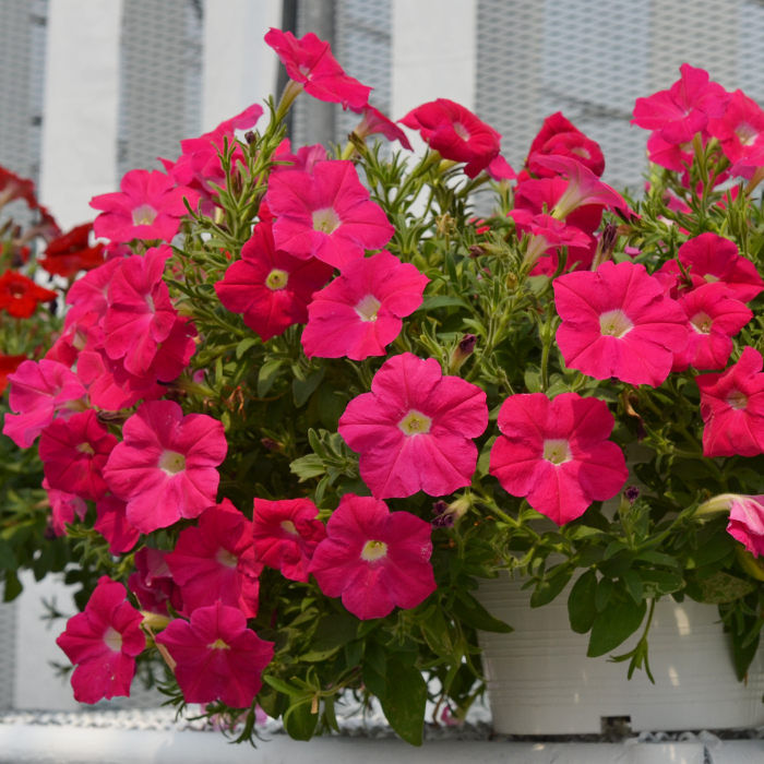 Petunias-Hotunia-Radiance-Neon-Rose-5.jpg