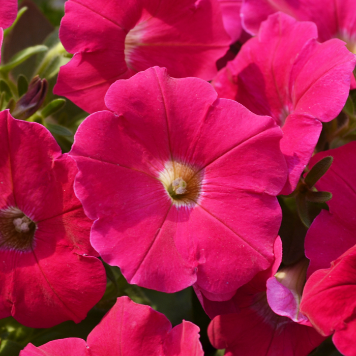 Petunias-Hotunia-Radiance-Neon-Rose-9.jpg