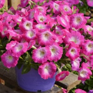 Petunias-Hotunia-Radiance-Pink-Morn-11-300x300