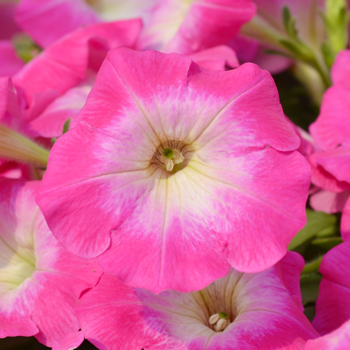 Petunias-Hotunia-Radiance-Pink-Morn-12.jpg