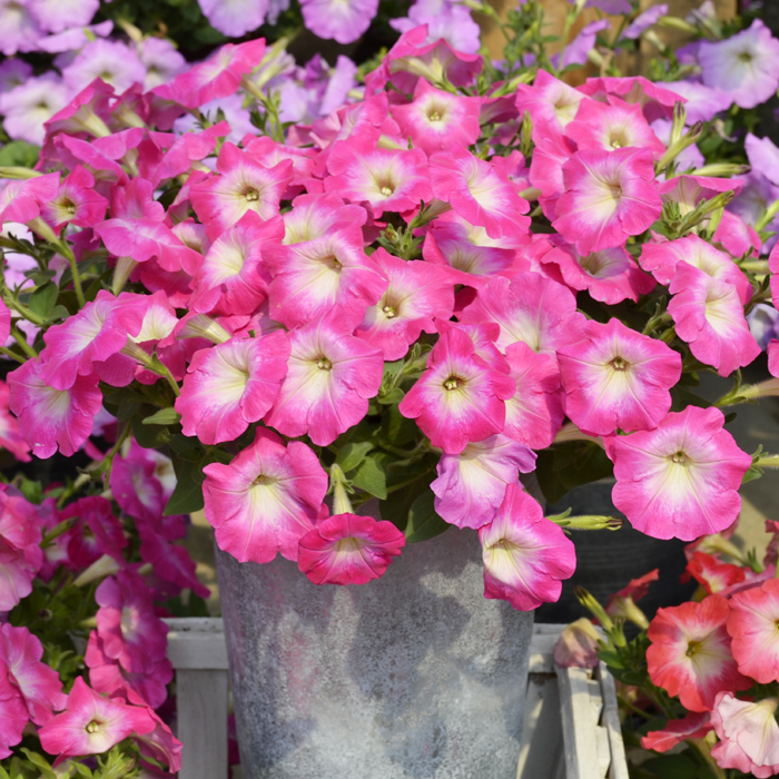 Petunias-Hotunia-Radiance-Pink-Morn-13.jpg