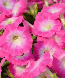 Petunia