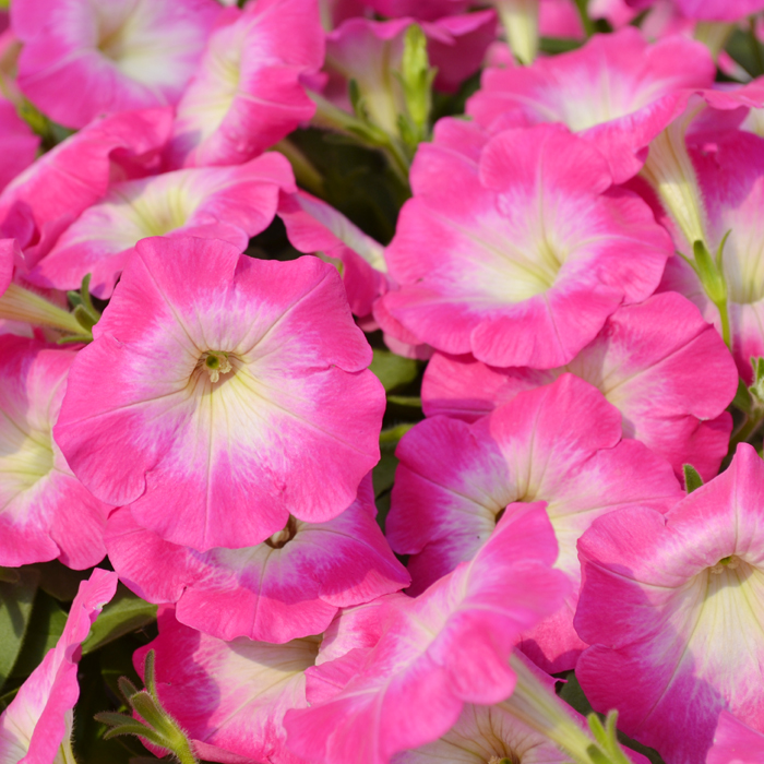 Petunias-Hotunia-Radiance-Pink-Morn-14.jpg Petunia