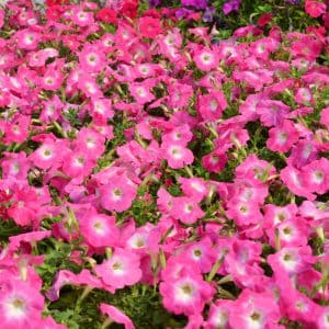 Petunias-Hotunia-Radiance-Pink-Morn-3-300x300