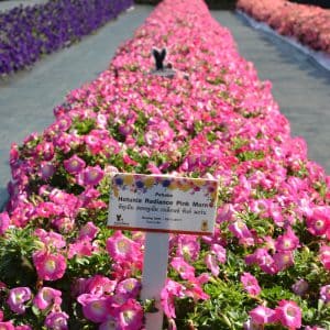 Petunias-Hotunia-Radiance-Pink-Morn-4-300x300