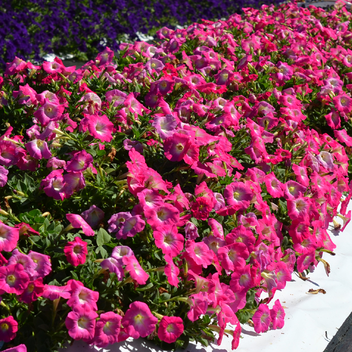 Petunias-Hotunia-Radiance-Pink-Morn-5.jpg