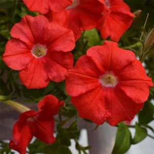 Petunias-Hotunia-Radiance-Red-2-300x300