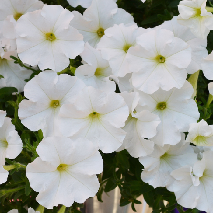 Petunias-Hotunia-Radiance-White-7.jpg