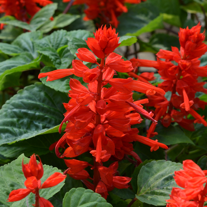 Salvia