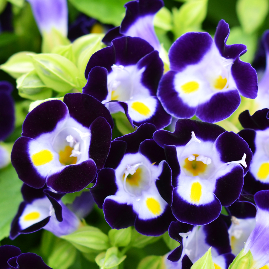 Torenia