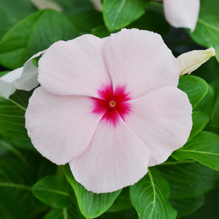 Vinca
