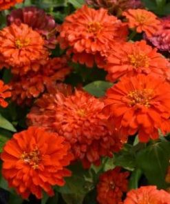 Zinnia