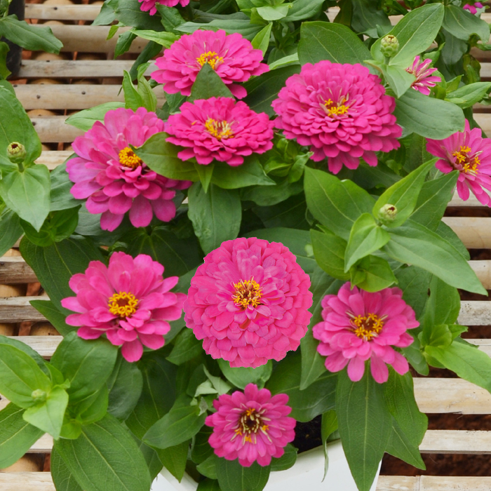 Zinnia