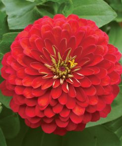 Zinnia