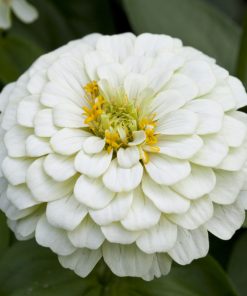 Zinnia