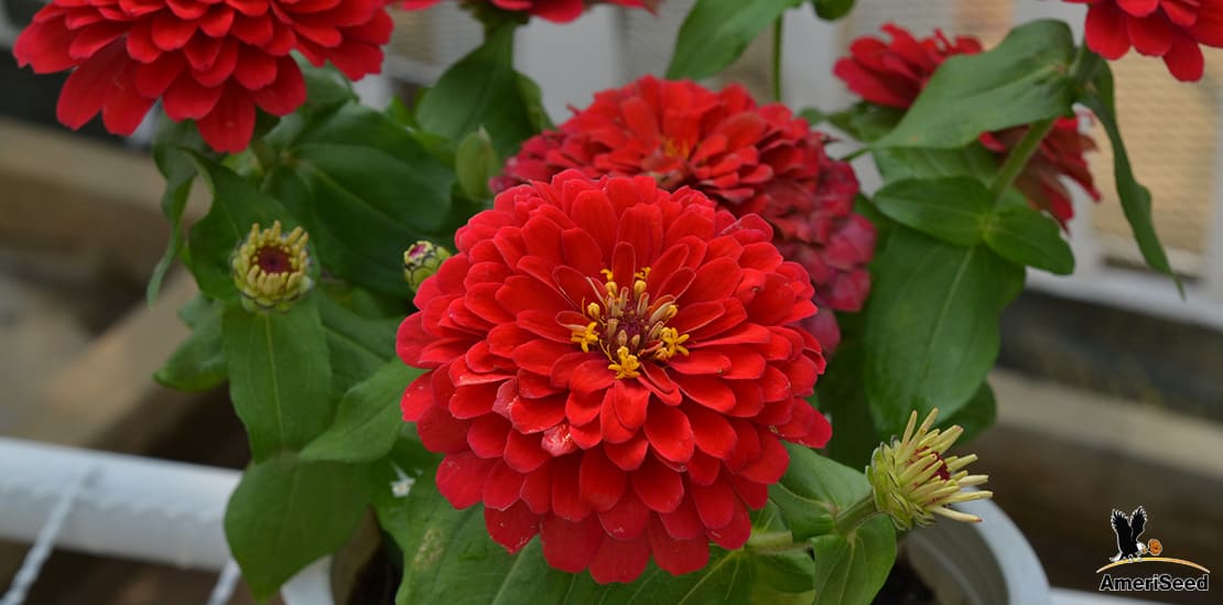 Zinnia